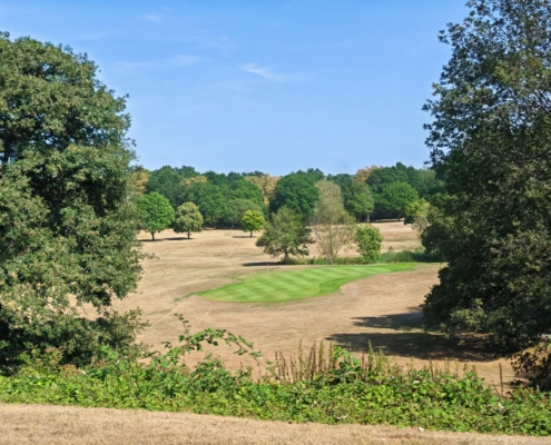 Oasis of Green